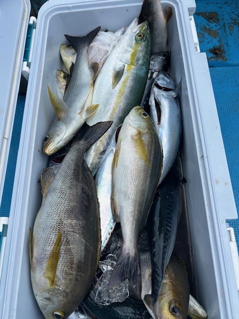 カイワリ・イナダ(ブリ)・イサキ