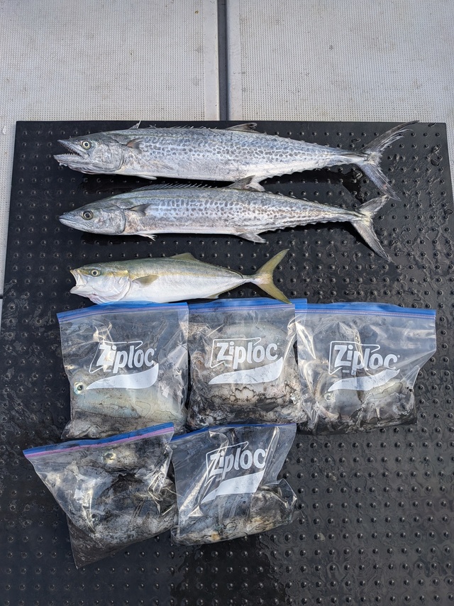 ツバス(ブリ)・サワラ・アオリイカ