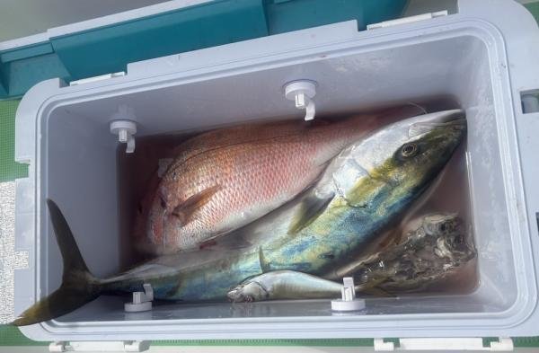 マダイ・アジ(マアジ)・ワラサ(ブリ)