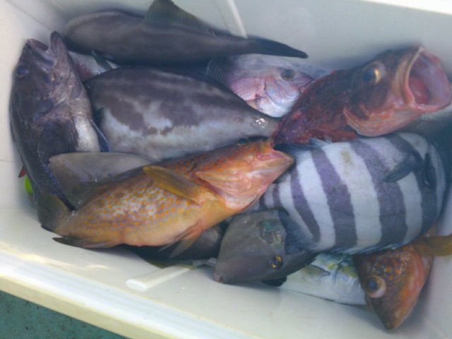 イシダイ・キジハタ・クロソイ・ウマヅラハギ