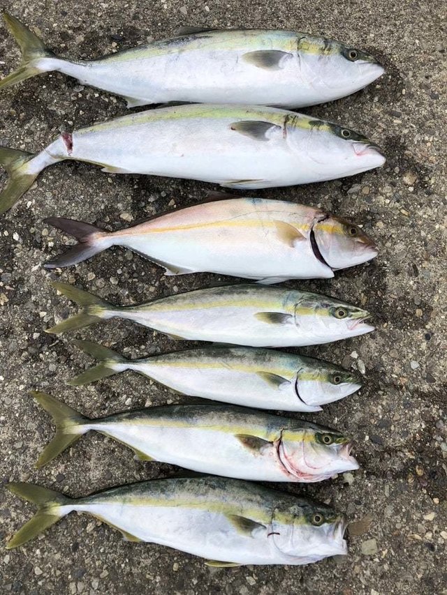 ワラサ(ブリ)・ハマチ(ブリ)・カンパチ