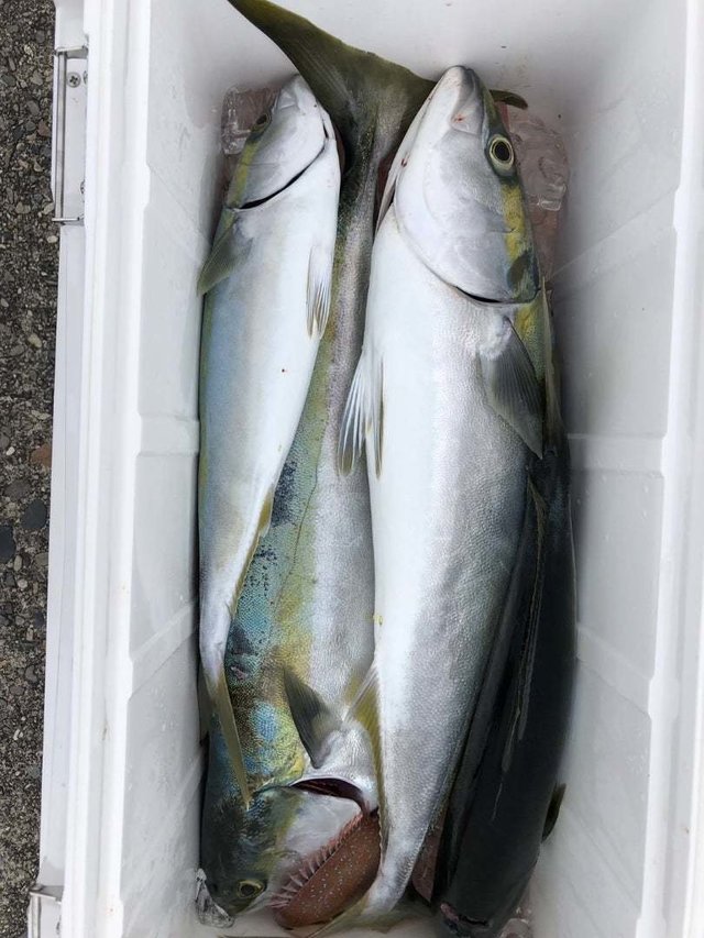 ワラサ(ブリ)・ハマチ(ブリ)