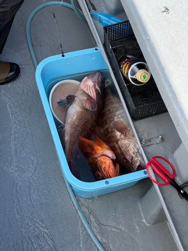 マハタ・ハチカサゴ(ウッカリカサゴ)