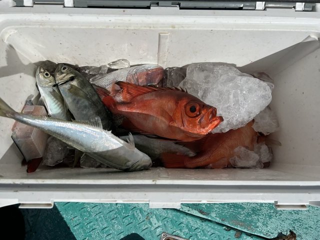 アジ(マアジ)・チカメキントキ