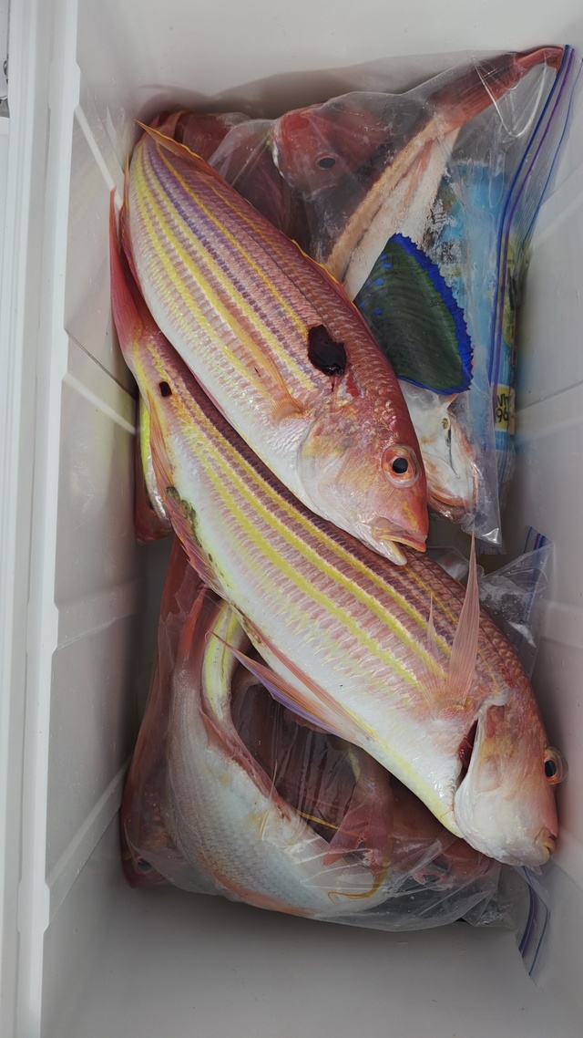 イトヨリ(イトヨリダイ)