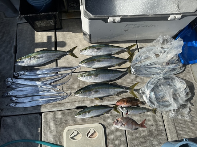 マダイ・アコウ(キジハタ)・ハマチ(ブリ)・メジロ(ブリ)・サバ(マサバ)・タチウオ