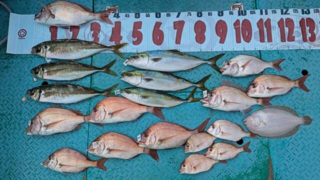 マダイ・アジ(マアジ)・ハマチ(ブリ)