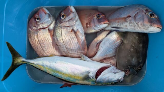 マダイ・ハマチ(ブリ)