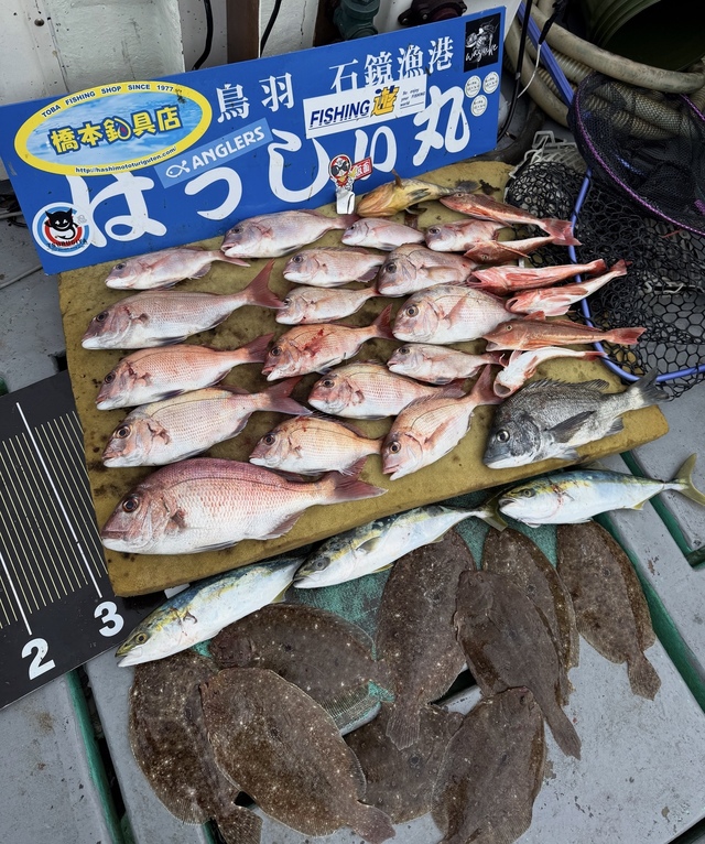 タイ(マダイ)・チヌ(クロダイ)・アオハタ・ツバス(ブリ)・ホウボウ・ガンゾウヒラメ(ガンゾウビラメ)