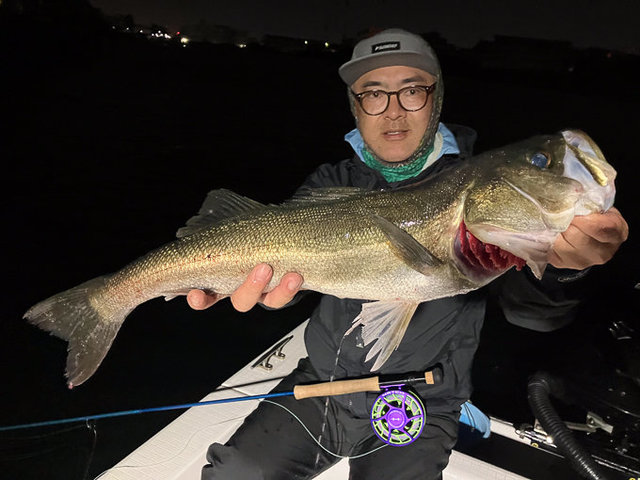 シーバス(スズキ)