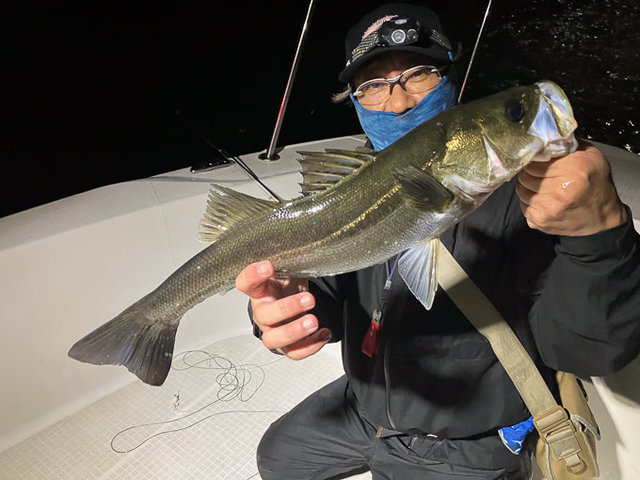 シーバス(スズキ)