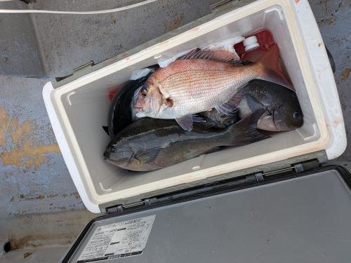 マダイ・メジナ