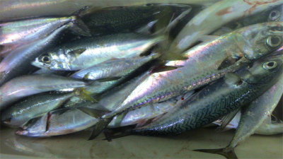 アジ(マアジ)・サバ(ゴマサバ)