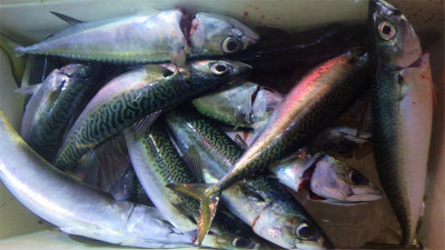 アジ(マアジ)・サバ(ゴマサバ)