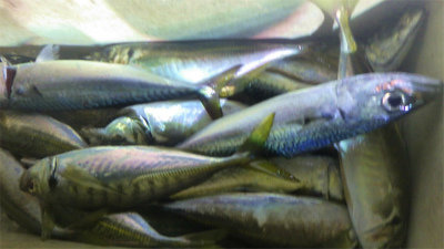 アジ(マアジ)・マエソ・サバ(ゴマサバ)