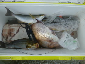 マダイ・イサキ