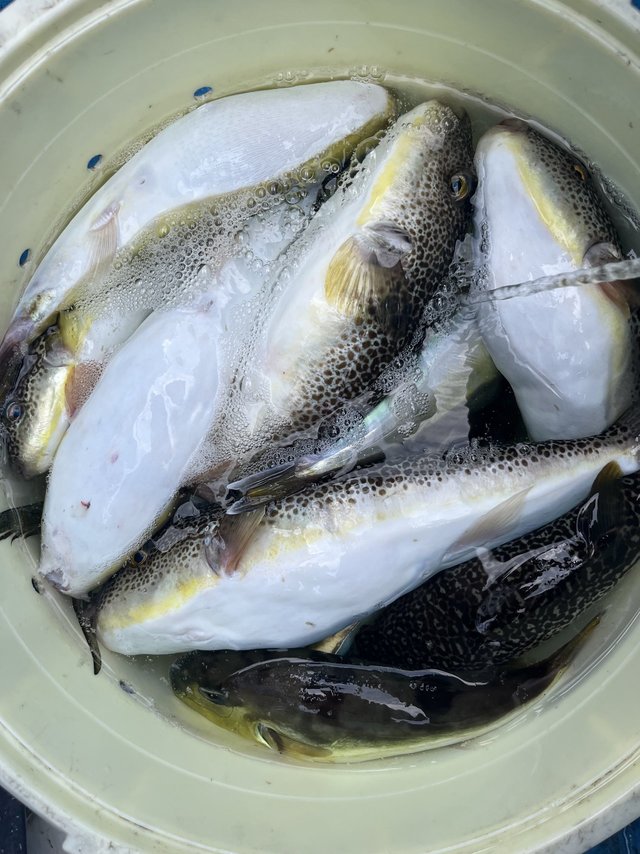 ショウサイフグ