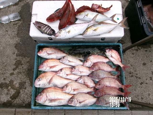 マダイ・カンパチ・ホウボウ・トラフグ・ハタ(マハタ)