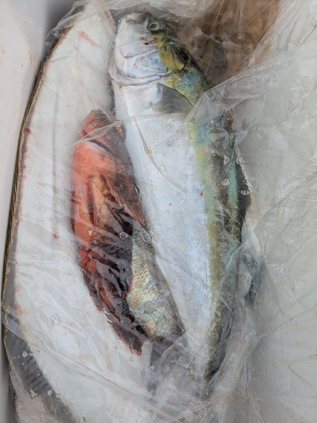 ワラサ(ブリ)・カサゴ・ヒラメ