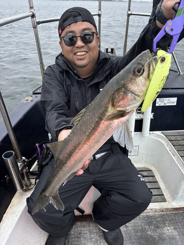 シーバス(スズキ)