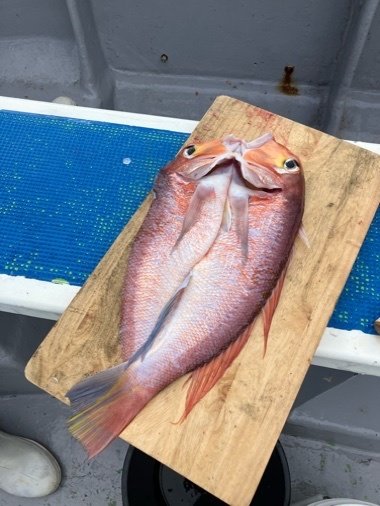 アマダイ(アカアマダイ)