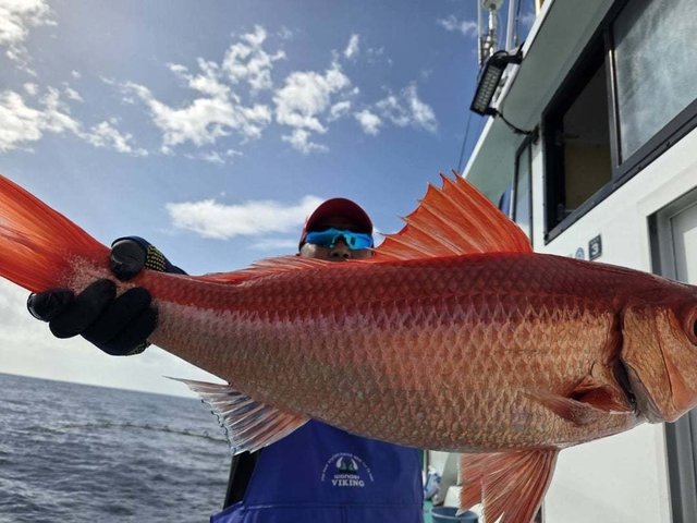 オナガダイ(ハマダイ)