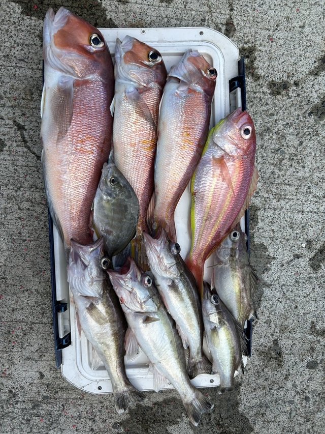 アラ・カイワリ・アマダイ(アカアマダイ)・イトヨリ(イトヨリダイ)