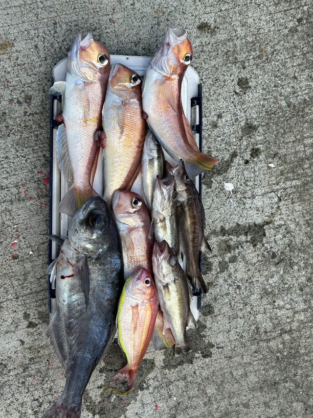 アラ・アマダイ(アカアマダイ)・メダイ