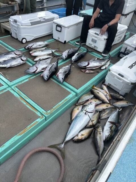 ヒラマサ・カンパチ・コシナガ