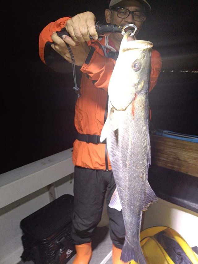 シーバス(スズキ)