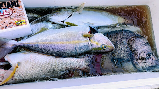 ネイリ(カンパチ)