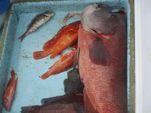 アカハタ・カンダイ(コブダイ)