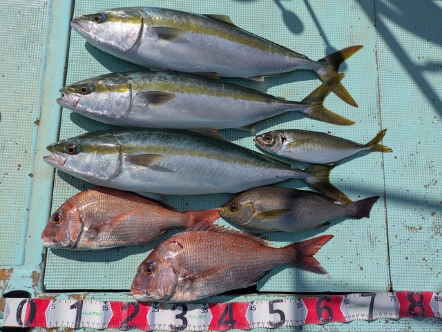 タイ(マダイ)・アジ(マアジ)・メジロ(ブリ)・イサギ(イサキ)