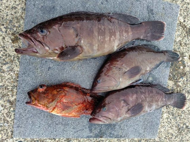 マハタ・カサゴ