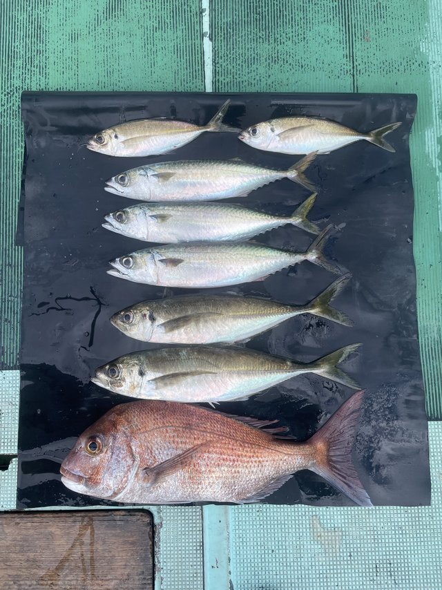 マダイ・マアジ・マサバ