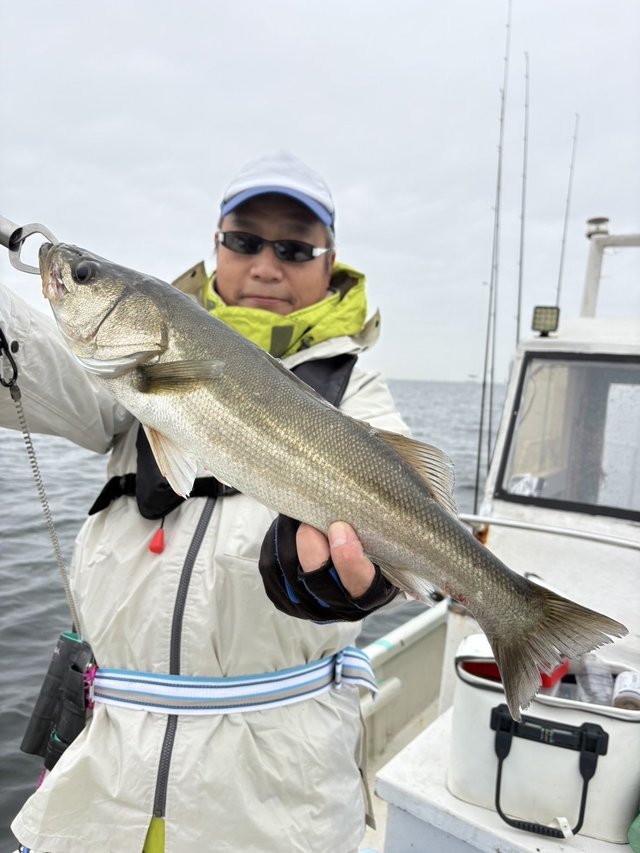 シーバス(スズキ)