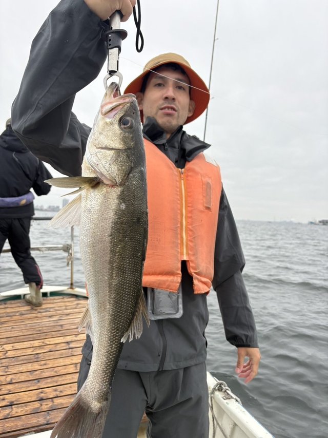 シーバス(スズキ)