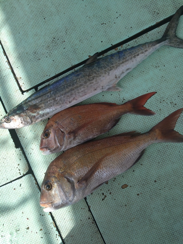 タイ(マダイ)・サワラ