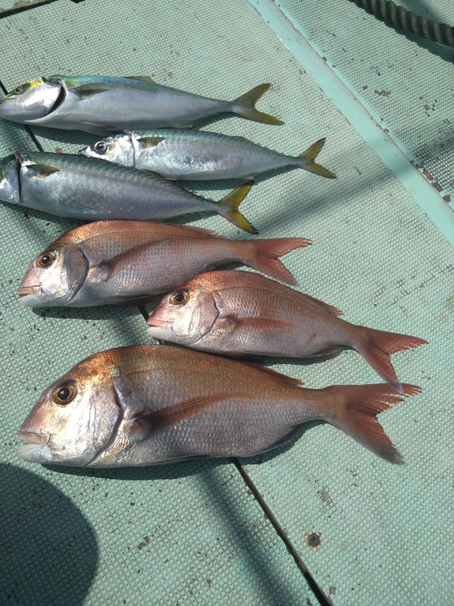 タイ(マダイ)・ツバス(ブリ)・サバ(マサバ)