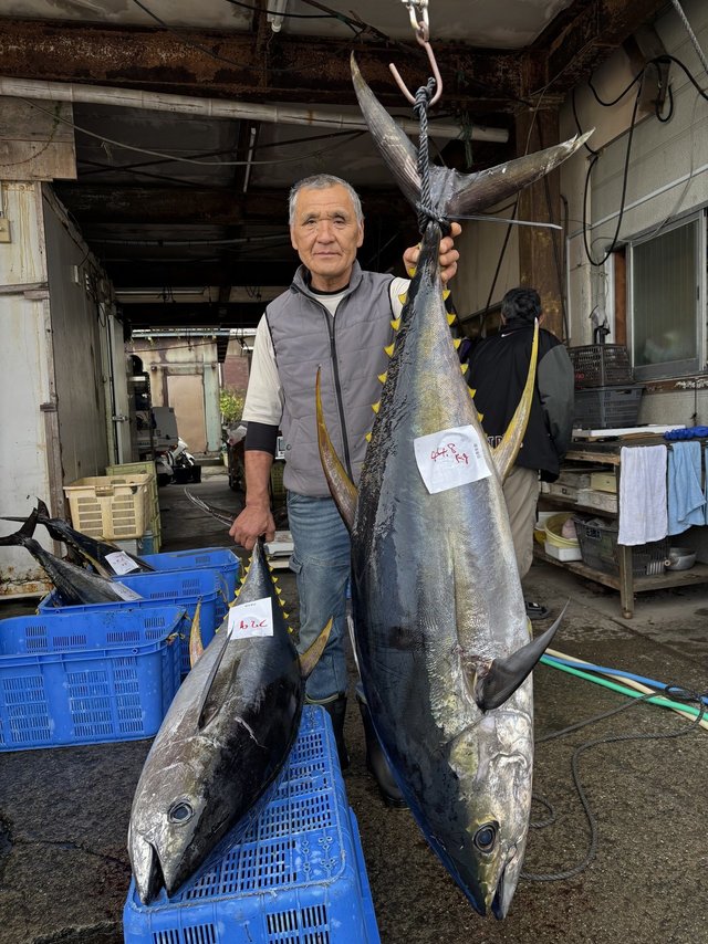 キハダ・キメジ(キハダ)