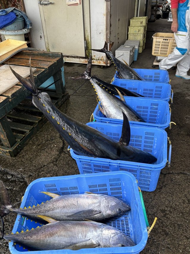 キハダ・キメジ(キハダ)