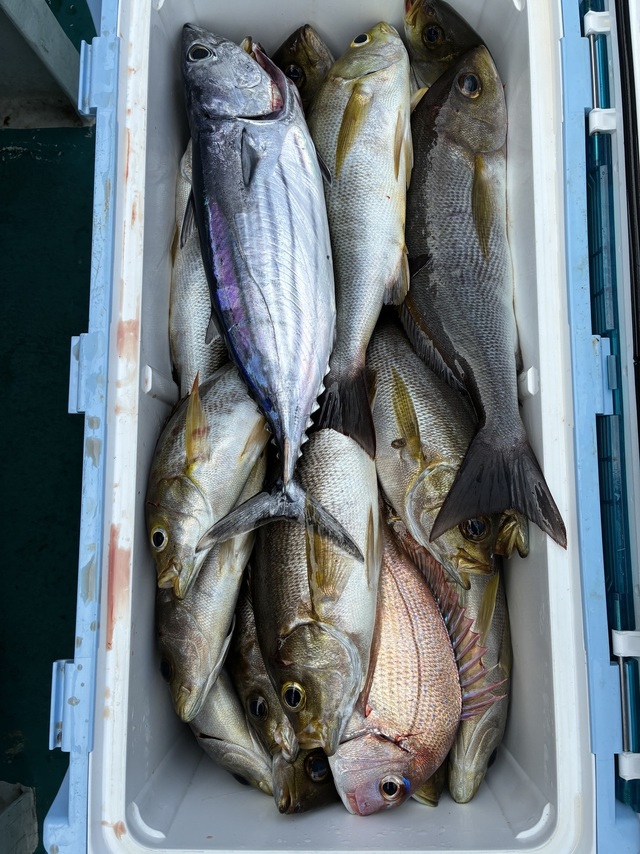 マダイ・ホンガツオ(カツオ)