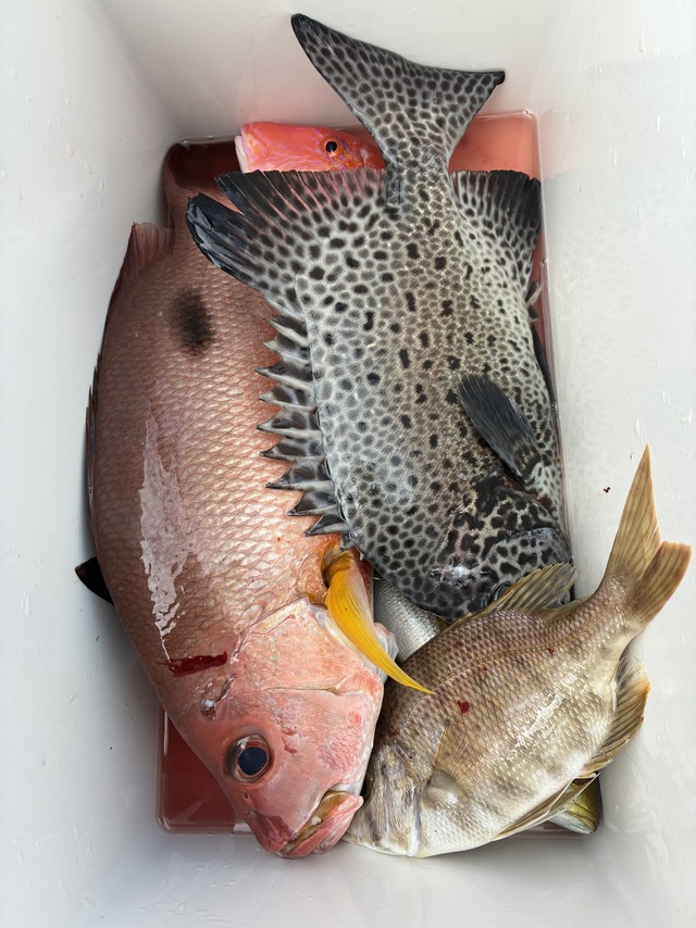 イシガキダイ・クロホシフエダイ