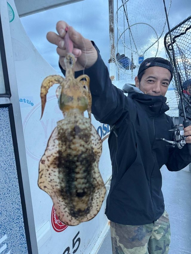 アオリイカ