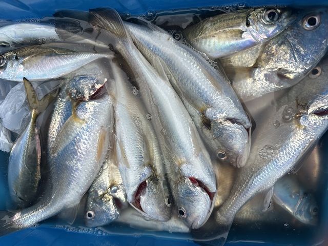 アジ(マアジ)・イシモチ(シログチ)