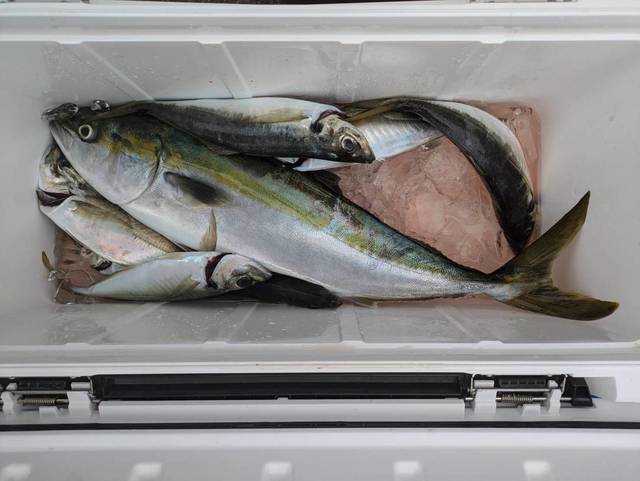 アジ(マアジ)・ワラサ(ブリ)