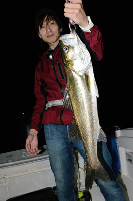 シーバス(スズキ)