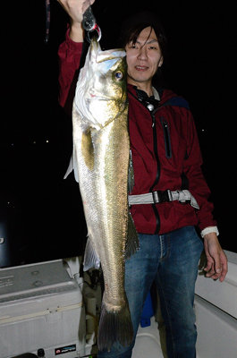 シーバス(スズキ)