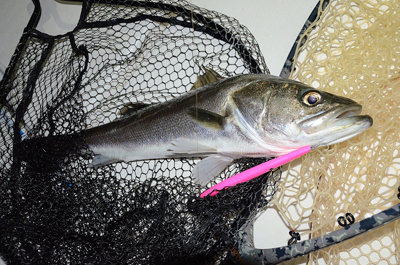 シーバス(スズキ)