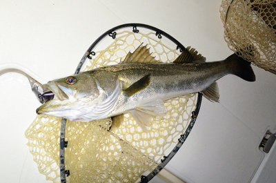 シーバス(スズキ)